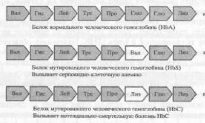 3 наследственная изменчивость