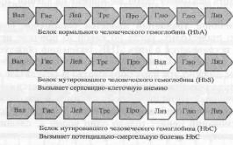 3 наследственная изменчивость